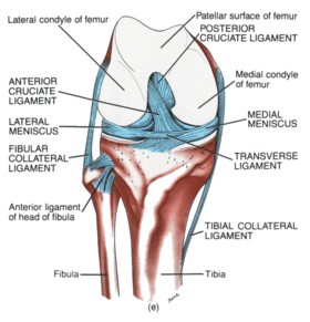 knee