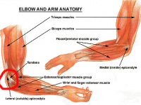 Elbow anatomy for Fencers Elbow