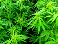 WADA has adjusted the levels of allowable THC
