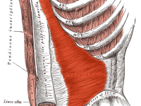The transversus abdominis